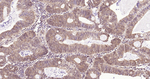 HSC70 Antibody in Immunohistochemistry (Paraffin) (IHC (P))