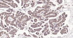 HSC70 Antibody in Immunohistochemistry (Paraffin) (IHC (P))