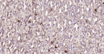 HSC70 Antibody in Immunohistochemistry (Paraffin) (IHC (P))
