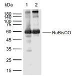 RuBisCO Antibody in Western Blot (WB)