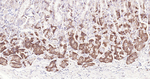 Cyclophilin B Antibody in Immunohistochemistry (Paraffin) (IHC (P))