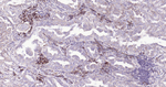 Cyclophilin B Antibody in Immunohistochemistry (Paraffin) (IHC (P))