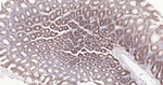Cyclophilin B Antibody in Immunohistochemistry (Paraffin) (IHC (P))