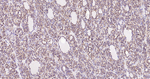 Cyclophilin B Antibody in Immunohistochemistry (Paraffin) (IHC (P))