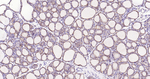 Cyclophilin B Antibody in Immunohistochemistry (Paraffin) (IHC (P))