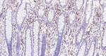 Cyclophilin B Antibody in Immunohistochemistry (Paraffin) (IHC (P))