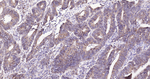 Cyclophilin B Antibody in Immunohistochemistry (Paraffin) (IHC (P))