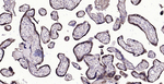 Cyclophilin B Antibody in Immunohistochemistry (Paraffin) (IHC (P))
