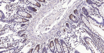 Cyclophilin B Antibody in Immunohistochemistry (Paraffin) (IHC (P))