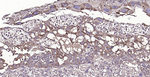 Cyclophilin B Antibody in Immunohistochemistry (Paraffin) (IHC (P))