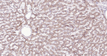 Cyclophilin B Antibody in Immunohistochemistry (Paraffin) (IHC (P))