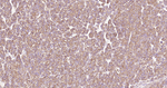 Cyclophilin B Antibody in Immunohistochemistry (Paraffin) (IHC (P))
