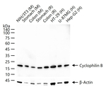 Cyclophilin B Antibody in Western Blot (WB)