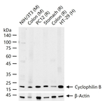Cyclophilin B Antibody in Western Blot (WB)