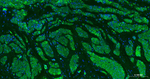 Desmin Antibody in Immunohistochemistry (Paraffin) (IHC (P))
