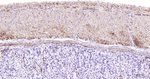 Desmin Antibody in Immunohistochemistry (Paraffin) (IHC (P))