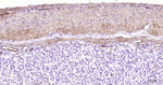 Desmin Antibody in Immunohistochemistry (Paraffin) (IHC (P))