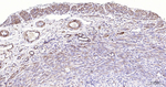 Desmin Monoclonal Antibody (3B12)