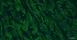 Desmin Antibody in Immunohistochemistry (Paraffin) (IHC (P))