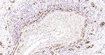 Desmin Antibody in Immunohistochemistry (Paraffin) (IHC (P))