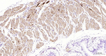 Desmin Antibody in Immunohistochemistry (Paraffin) (IHC (P))