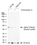 Acetyl-alpha Tubulin (Lys40) Antibody in Western Blot (WB)