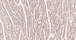 HSPB8 Monoclonal Antibody (4C3)