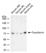 Transferrin Monoclonal Antibody (12A7)