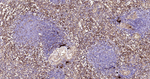 Galectin 3 Antibody in Immunohistochemistry (Paraffin) (IHC (P))