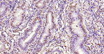 Galectin 3 Monoclonal Antibody (7E4)