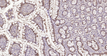 Galectin 3 Antibody in Immunohistochemistry (Paraffin) (IHC (P))