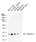 Galectin 3 Antibody in Western Blot (WB)