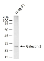 Galectin 3 Antibody in Western Blot (WB)