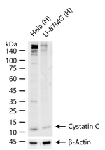 Cystatin C Monoclonal Antibody (9H8)