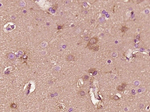 Cystatin C Antibody in Immunohistochemistry (Paraffin) (IHC (P))