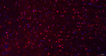 Cystatin C Antibody in Immunohistochemistry (Paraffin) (IHC (P))