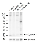 Cystatin C Antibody in Western Blot (WB)