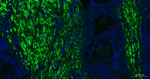 ACTA1 Antibody in Immunohistochemistry (Paraffin) (IHC (P))
