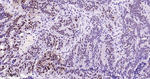 Phospho-STAT3 (Tyr705) Antibody in Immunohistochemistry (Paraffin) (IHC (P))