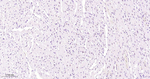 Phospho-STAT3 (Tyr705) Antibody in Immunohistochemistry (Paraffin) (IHC (P))