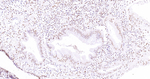 ERK1 Monoclonal Antibody (3C11)