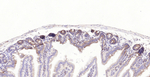 TGF beta-1 Antibody in Immunohistochemistry (Paraffin) (IHC (P))
