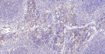 TGF beta-1 Antibody in Immunohistochemistry (Paraffin) (IHC (P))