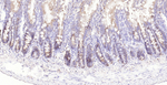 TGF beta-1 Antibody in Immunohistochemistry (Paraffin) (IHC (P))