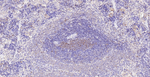 TGF beta-1 Antibody in Immunohistochemistry (Paraffin) (IHC (P))