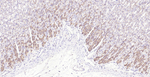 TGF beta-1 Monoclonal Antibody (6B9)