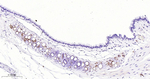 Collagen II Monoclonal Antibody (3G6)