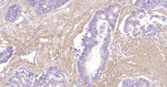 Collagen I Antibody in Immunohistochemistry (Paraffin) (IHC (P))