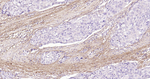 Collagen I Monoclonal Antibody (3C2)