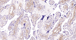 Collagen I Antibody in Immunohistochemistry (Paraffin) (IHC (P))